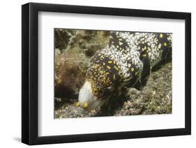 Snowflake Moray Eel-Hal Beral-Framed Premium Photographic Print