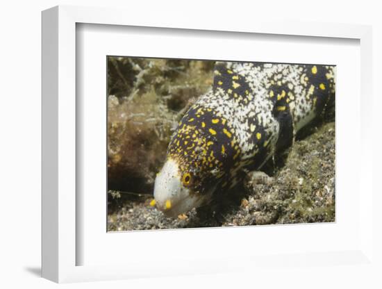 Snowflake Moray Eel-Hal Beral-Framed Premium Photographic Print