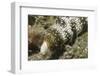 Snowflake Moray Eel-Hal Beral-Framed Premium Photographic Print