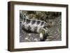 Snowflake Moray Eel-Hal Beral-Framed Premium Photographic Print