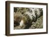 Snowflake Moray Eel-Hal Beral-Framed Photographic Print