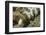 Snowflake Moray Eel-Hal Beral-Framed Photographic Print