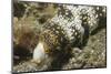 Snowflake Moray Eel-Hal Beral-Mounted Photographic Print