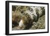 Snowflake Moray Eel-Hal Beral-Framed Photographic Print