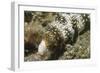 Snowflake Moray Eel-Hal Beral-Framed Photographic Print