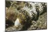 Snowflake Moray Eel-Hal Beral-Mounted Photographic Print