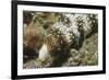 Snowflake Moray Eel-Hal Beral-Framed Photographic Print