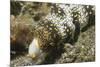 Snowflake Moray Eel-Hal Beral-Mounted Photographic Print