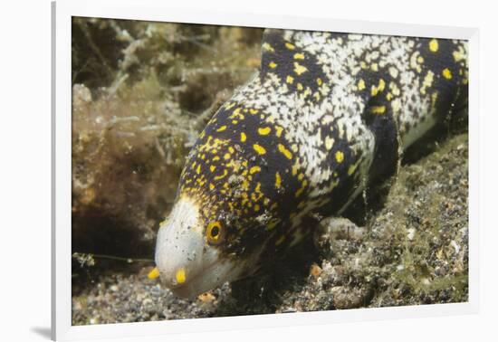 Snowflake Moray Eel-Hal Beral-Framed Photographic Print