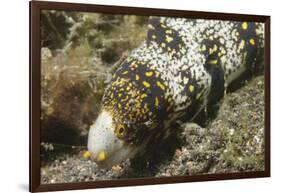 Snowflake Moray Eel-Hal Beral-Framed Photographic Print