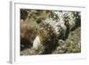 Snowflake Moray Eel-Hal Beral-Framed Photographic Print