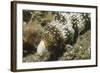 Snowflake Moray Eel-Hal Beral-Framed Photographic Print