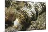 Snowflake Moray Eel-Hal Beral-Mounted Photographic Print