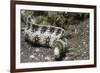 Snowflake Moray Eel-Hal Beral-Framed Photographic Print