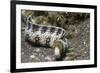 Snowflake Moray Eel-Hal Beral-Framed Photographic Print