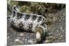 Snowflake Moray Eel-Hal Beral-Mounted Photographic Print