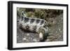 Snowflake Moray Eel-Hal Beral-Framed Photographic Print