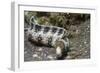 Snowflake Moray Eel-Hal Beral-Framed Photographic Print