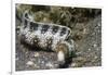 Snowflake Moray Eel-Hal Beral-Framed Photographic Print