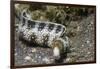 Snowflake Moray Eel-Hal Beral-Framed Photographic Print