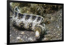 Snowflake Moray Eel-Hal Beral-Framed Photographic Print