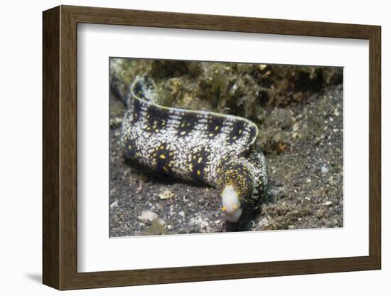 Snowflake Moray Eel-Hal Beral-Framed Photographic Print