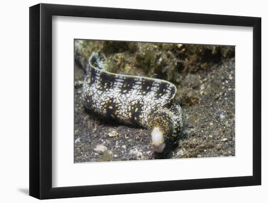 Snowflake Moray Eel-Hal Beral-Framed Photographic Print