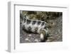 Snowflake Moray Eel-Hal Beral-Framed Photographic Print