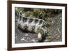 Snowflake Moray Eel-Hal Beral-Framed Photographic Print