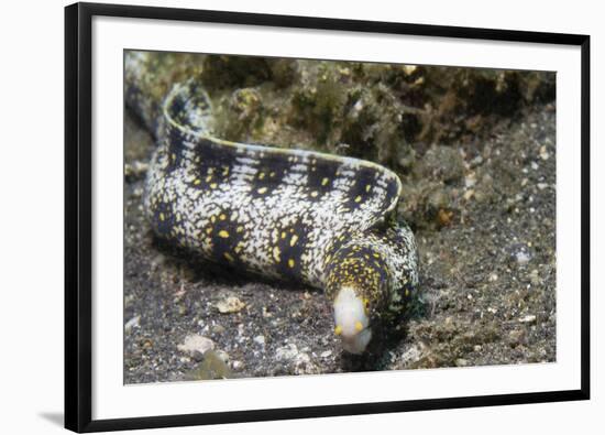 Snowflake Moray Eel-Hal Beral-Framed Photographic Print