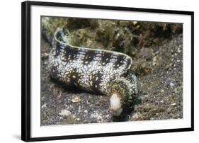 Snowflake Moray Eel-Hal Beral-Framed Photographic Print