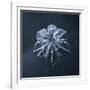 Snowflake-null-Framed Giclee Print