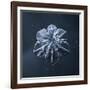 Snowflake-null-Framed Giclee Print