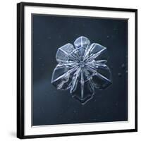 Snowflake-null-Framed Giclee Print