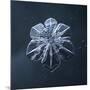 Snowflake-null-Mounted Giclee Print