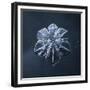 Snowflake-null-Framed Giclee Print