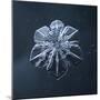 Snowflake-null-Mounted Giclee Print