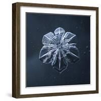 Snowflake-null-Framed Giclee Print