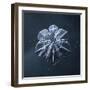 Snowflake-null-Framed Giclee Print