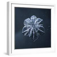 Snowflake-null-Framed Giclee Print