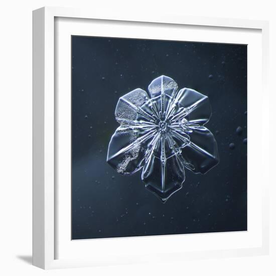 Snowflake-null-Framed Giclee Print