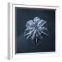 White Frame