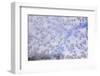 Snowflakes frozen on window. Alberta, Canada-Stuart Westmorland-Framed Photographic Print