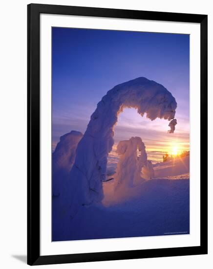 Snowghosts in the Whitefish Range, Montana, USA-Chuck Haney-Framed Photographic Print