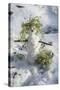 Snowman at Vallombrosa-Guido Cozzi-Stretched Canvas