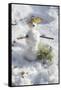 Snowman at Vallombrosa-Guido Cozzi-Framed Stretched Canvas