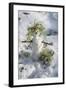 Snowman at Vallombrosa-Guido Cozzi-Framed Photographic Print