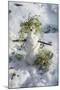 Snowman at Vallombrosa-Guido Cozzi-Mounted Photographic Print