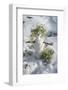 Snowman at Vallombrosa-Guido Cozzi-Framed Photographic Print