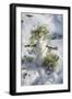 Snowman at Vallombrosa-Guido Cozzi-Framed Photographic Print